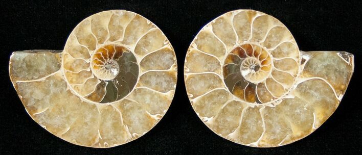 Small Desmoceras Ammonite Pair - #15038
